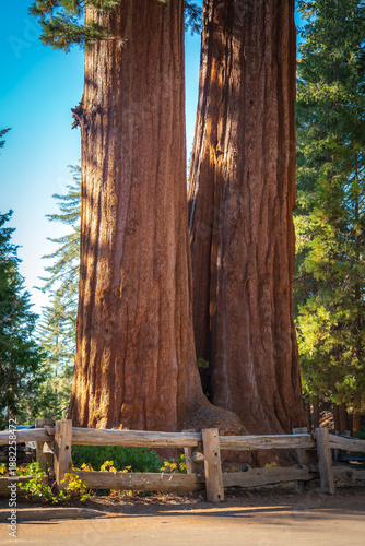 Two giant sequoia trees growing by the trail in Sequoia National Park, California, USA.
