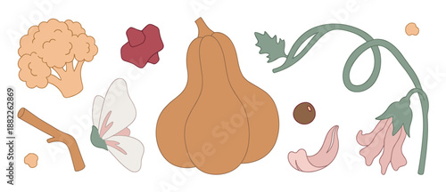 Set of hand-drawn vector illustrations featuring a butternut squash, cauliflower, flowers, a butterfly, and a branch, all rendered in a gentle, muted pastel color scheme