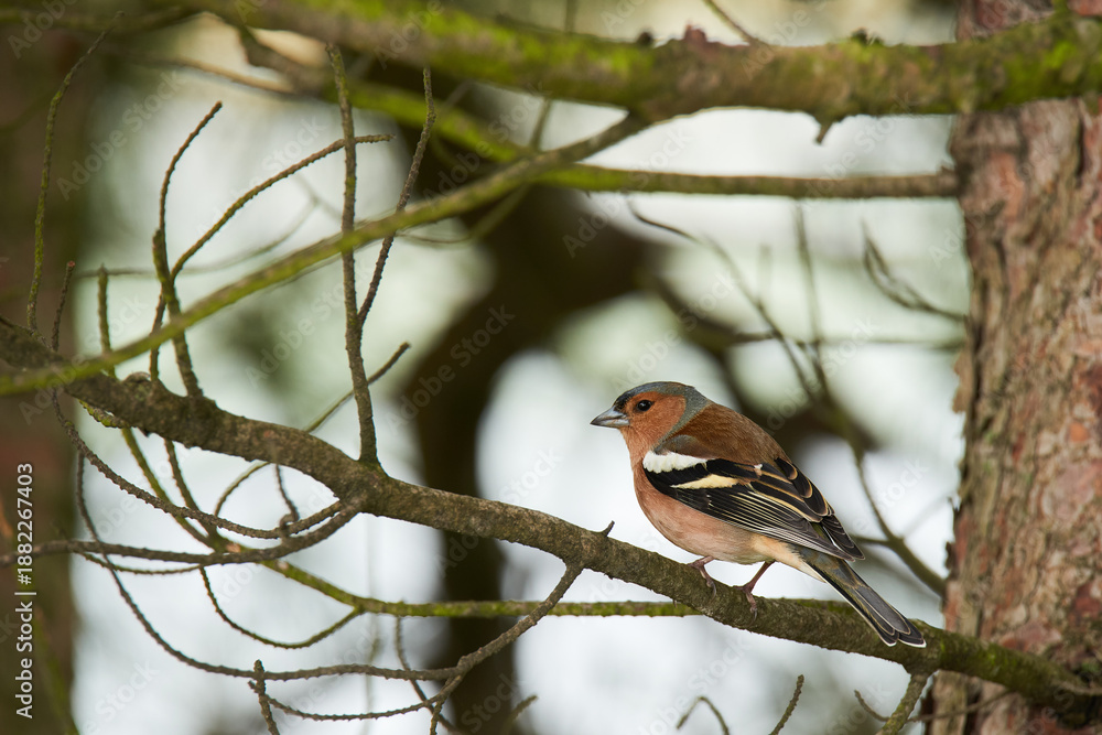 Obraz premium Chaffinch bird perching on a tree branch. Santona, cantabria