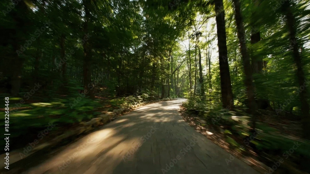 Obraz premium Sunlit Forest Road