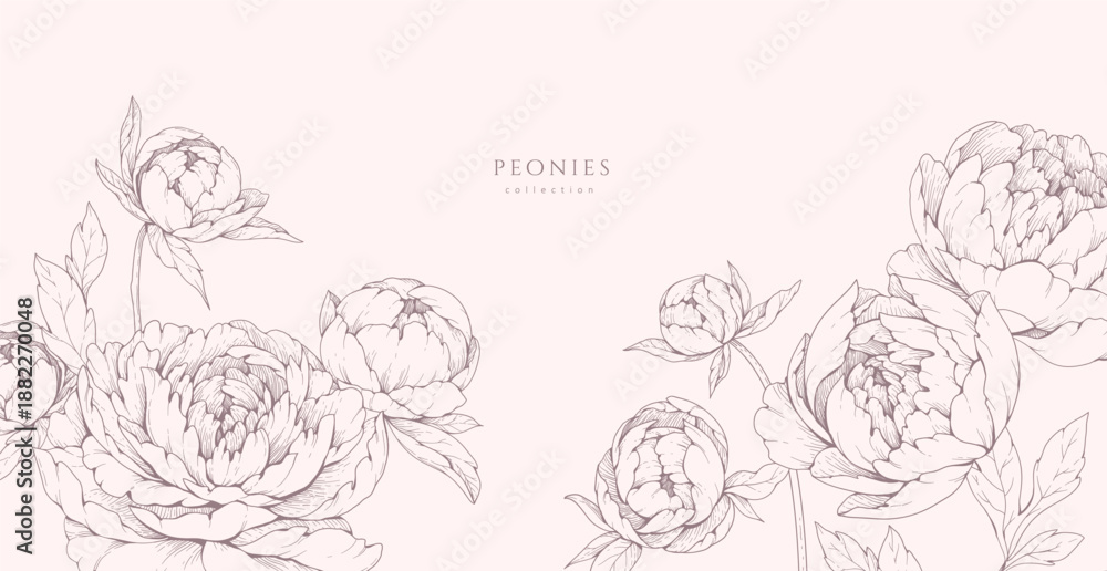 Naklejka premium Peonies blooming. Spring background with flowers and brunch. Detailed botanic floral collection for Valentines day invitation or wallpaper