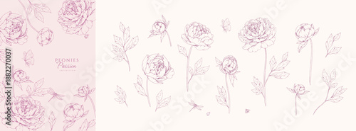 Set of pink peonies flowers and brunch. Detailed botanic floral collection for Valentines day invitation, wallpaper art or save the date card. Botanical vector