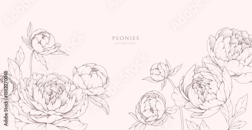 Peonies blooming. Spring background with flowers and brunch. Detailed botanic floral collection for Valentines day invitation or wallpaper