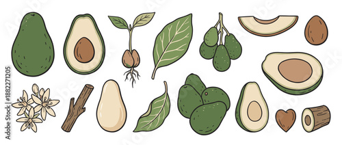 Hand-drawn avocado fruit illustration set showing whole, half, and sliced fruit with a seed, sprout, leaf, flower, and branch elements in a cute doodle cartoon style