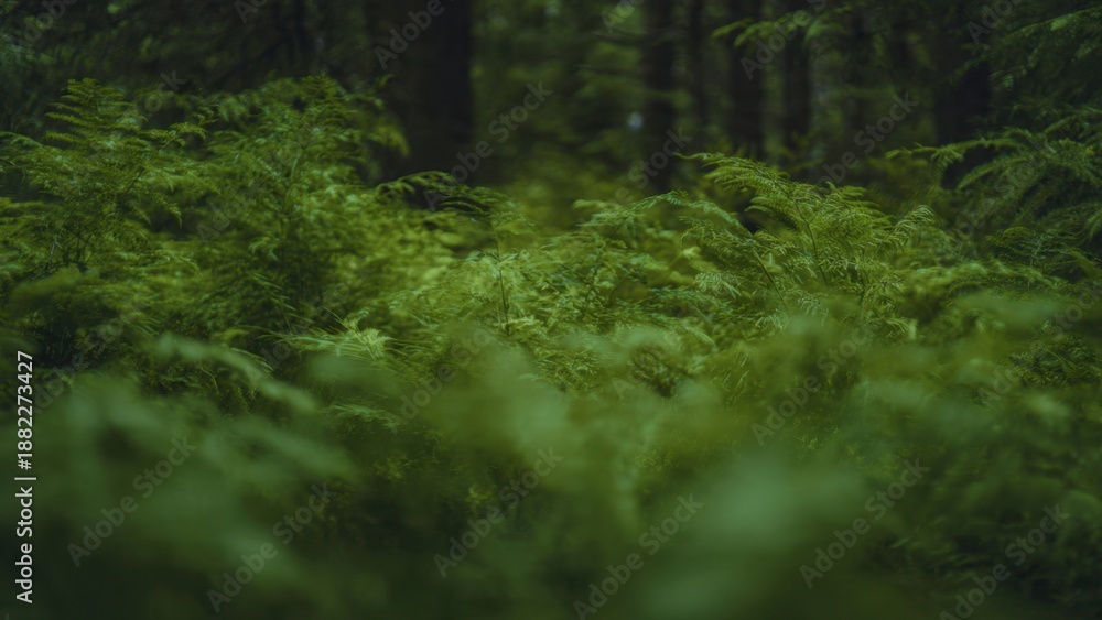 Fototapeta premium Lush Green Ferns in Forest