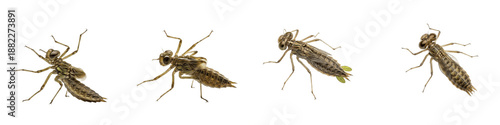 Schilderij op canvas Four Dragonfly Nymph Poses PNG Set Isolated on White Background - Realistic Odon