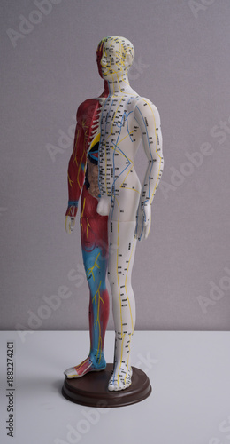 anatomy of human body for Chinese style acupuncture