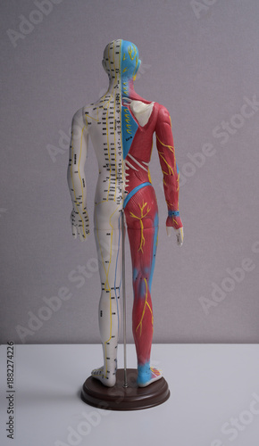 anatomy of human body for Chinese style acupuncture