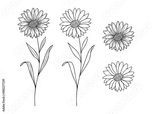 Aster - september birth month flower, line art vector set in monochrome style. Hand drawn botanical illustration. Floral sketch expressing individuality, minimalism and tattoo design concepts.