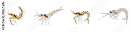 Obraz  z motywem Four Shrimp Larva Poses PNG Set Isolated on White Background - Realistic Crustacean Development Graphics for Marine Biology, Ocean Life Education, and Scientific Design