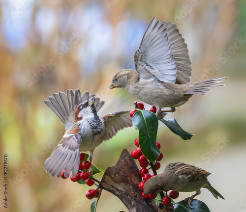 Sparrows in winter, due to lack of food, fight over the food offered!