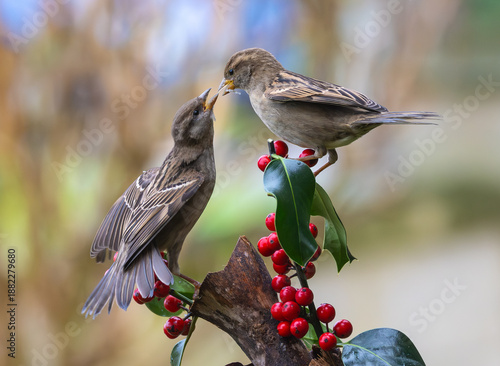 Sparrows in winter, due to lack of food, fight over the food offered!
