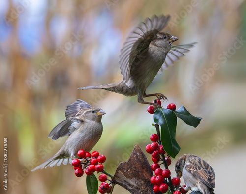 Sparrows in winter, due to lack of food, fight over the food offered!