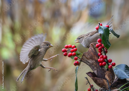 Sparrows in winter, due to lack of food, fight over the food offered!