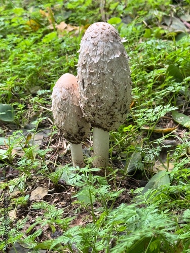The Shaggy Mane Mushroom: Coprinus comatus