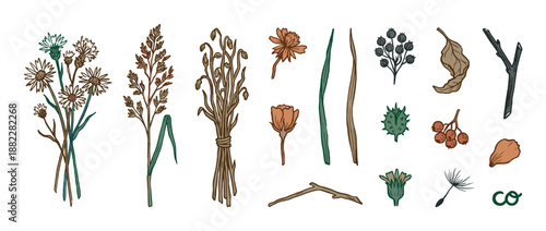 Set of rustic hand-drawn botanical illustrations featuring wildflowers, dried herbs, berries, seeds, and twigs in a natural, earthy color scheme for creative design