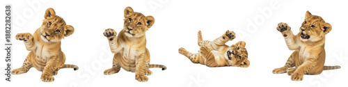 Tableau sur toile Four Lion Cub Poses PNG Set Isolated on White Background - Realistic Baby Lion G