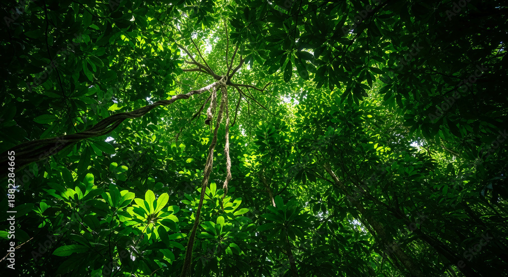 Fototapeta premium Looking up through dense green foliage and a twisting vine in a jungle canopy, representing nature's richness, vibrancy, and the tranquility of a forest