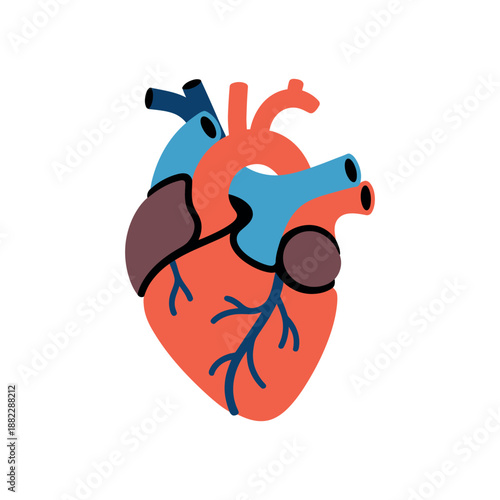 A colorful illustration of a human heart with its various chambers and blood vessels.