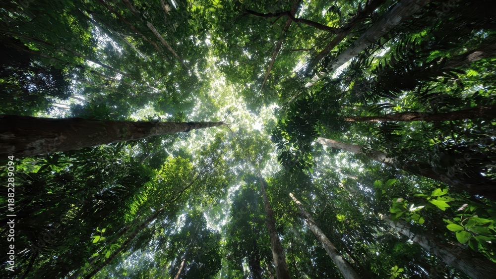 Fototapeta premium Lush Green Forest Canopy