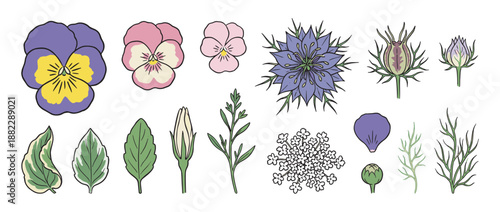 Hand-drawn botanical set of colorful flower illustrations including pansy and love-in-a-mist with various leaves, petals, and buds, created in a simple line art graphic style