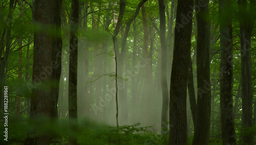 Misty forest with sunbeams filtering through tall trees in serene green woodland

