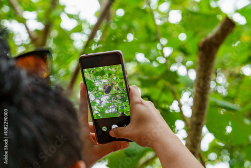 Person using a smartphone to photograph a sloth in the Caribbean rainforest of Costa Rica