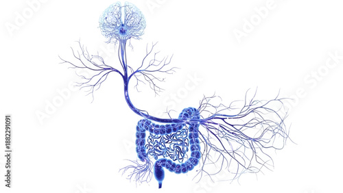 Human Lung Anatomy Detailed Illustration.