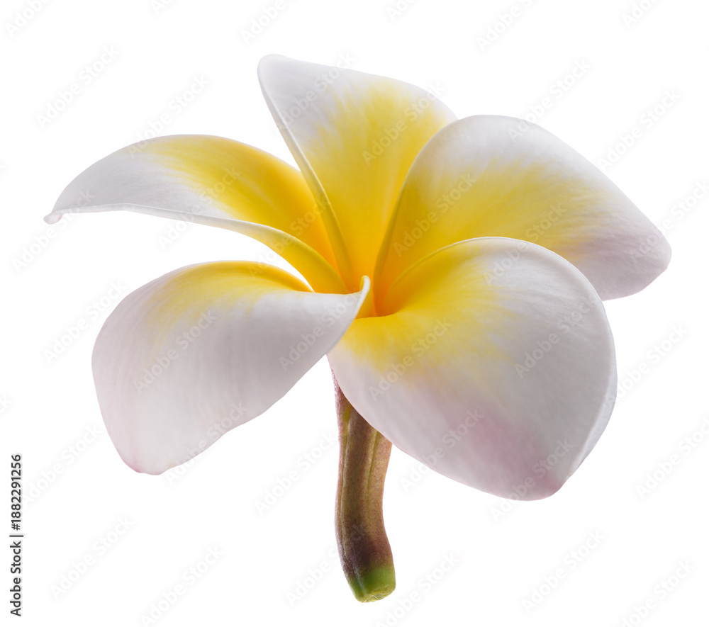 Obraz premium Frangipani flower