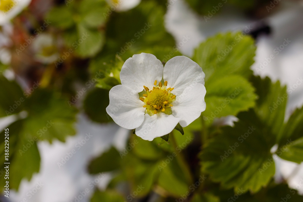 Obraz premium Close-up of a white strawberry flower on the plant. Professional greenhouse cultivation.