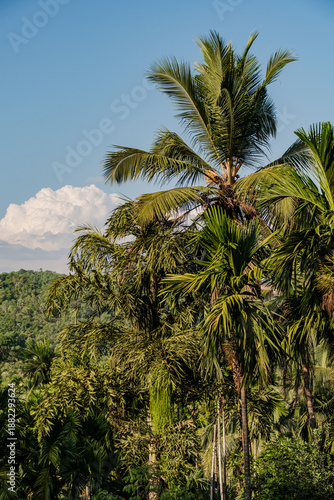 Wallpaper Mural Mangalore Landscapes | Mangalore Tourism | Mangalore Houses - India Rural Life  Torontodigital.ca