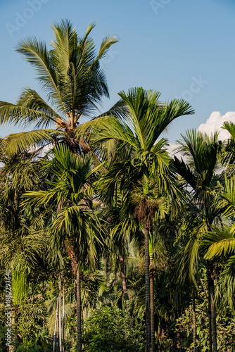 Wallpaper Mural Mangalore Landscapes | Mangalore Tourism | Mangalore Houses - India Rural Life  Torontodigital.ca
