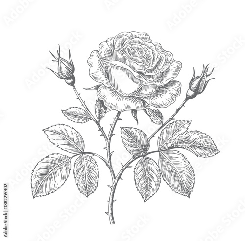 Vintage garden rose artwork in line art.