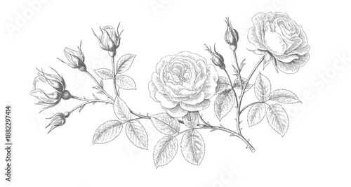 Vintage garden rose artwork in line art.