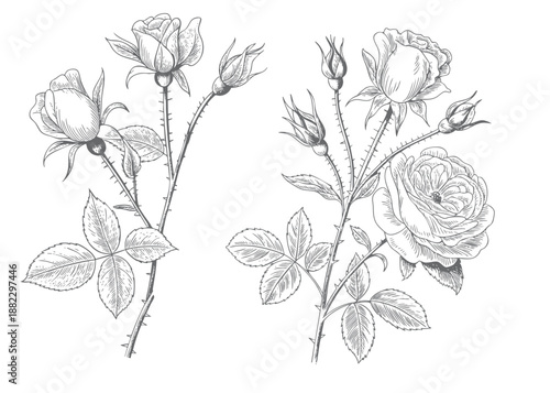 Vintage rose collection blossoms in detailed engraving style. Antique floral branch with blooming roses.