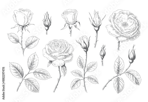 Vintage rose collection blossoms in detailed engraving style. Antique floral branch with blooming roses.