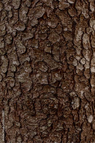 Macro detail of the bark texture of a Norway Spruce tree. Natural background for design.