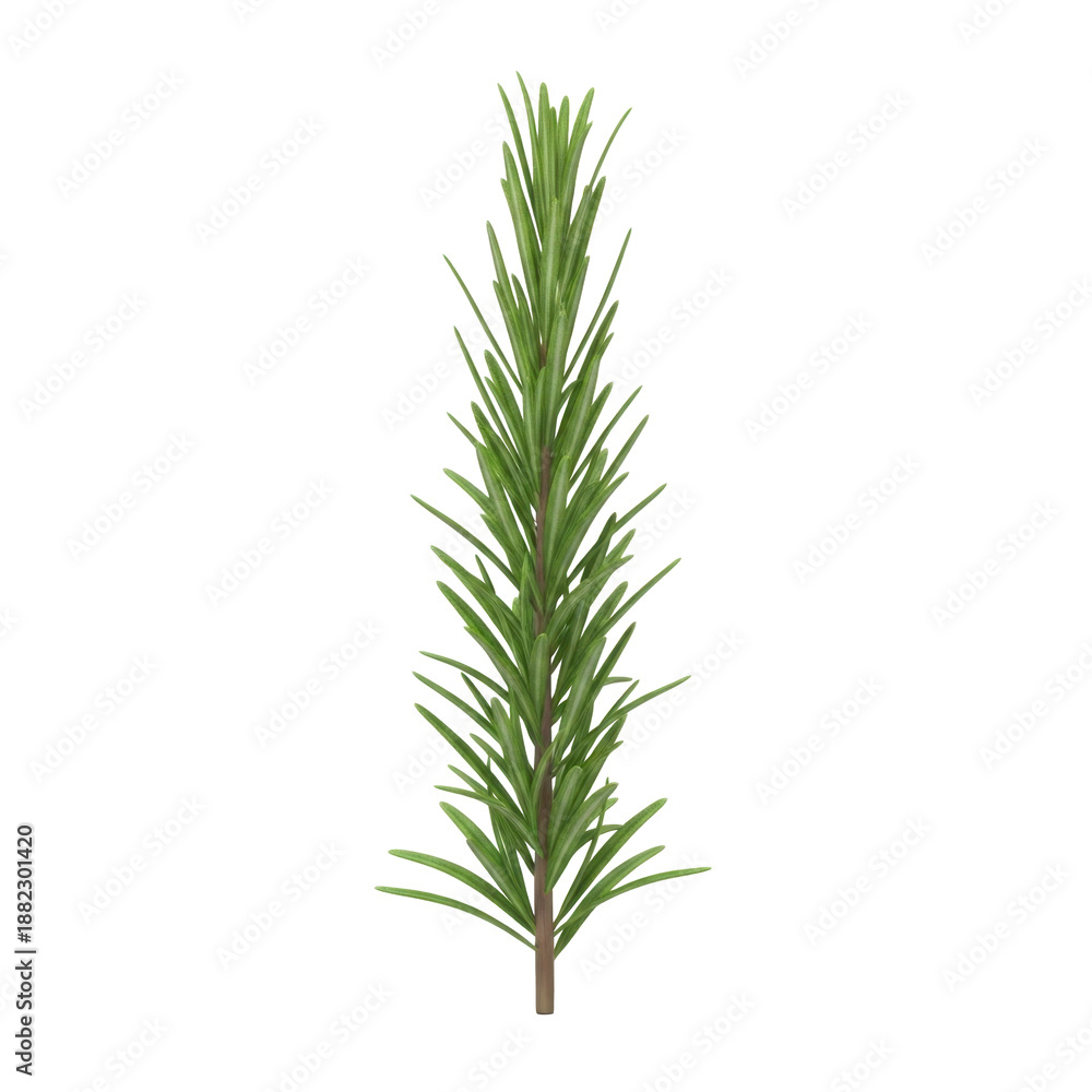 Fototapeta premium Fresh Rosemary Sprig