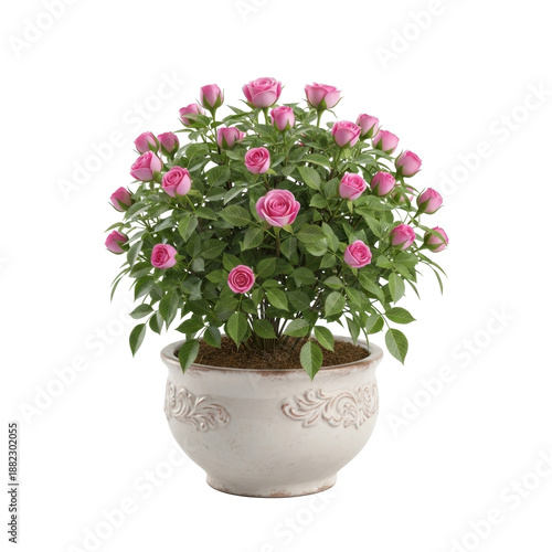 Wallpaper Mural Pink roses in a pot Torontodigital.ca