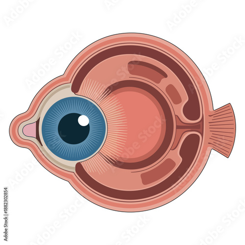 A detailed illustration of a human eye showing its internal anatomy