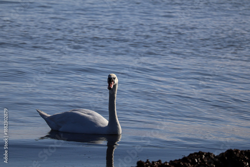 Foto Close-up of mute swan (Cygnus olor) with curved neck, Sarafovo, Burgas, Bulgaria