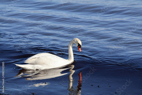 Foto Close-up of mute swan (Cygnus olor) with curved neck, Sarafovo, Burgas, Bulgaria