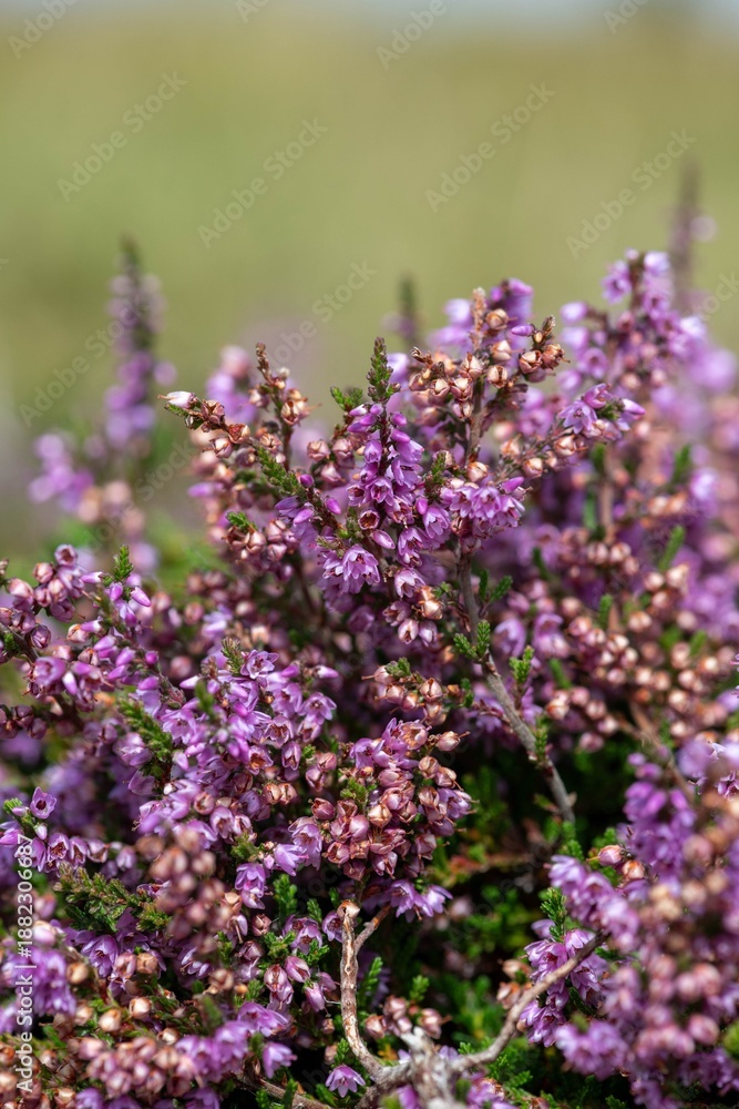 Fototapeta premium Close up of common heather (calluna vulgaris) in bloom