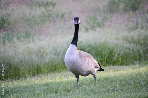 Wallpaper Mural beautiful Canada goose walking on grass Torontodigital.ca