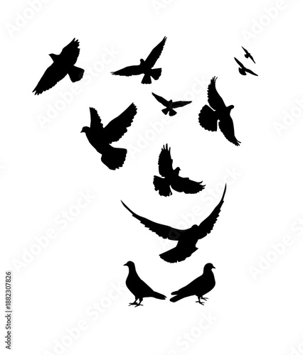 Flying pigeons birds silhouettes on white background. Vector illustration. isolated bird flying. tattoo design.