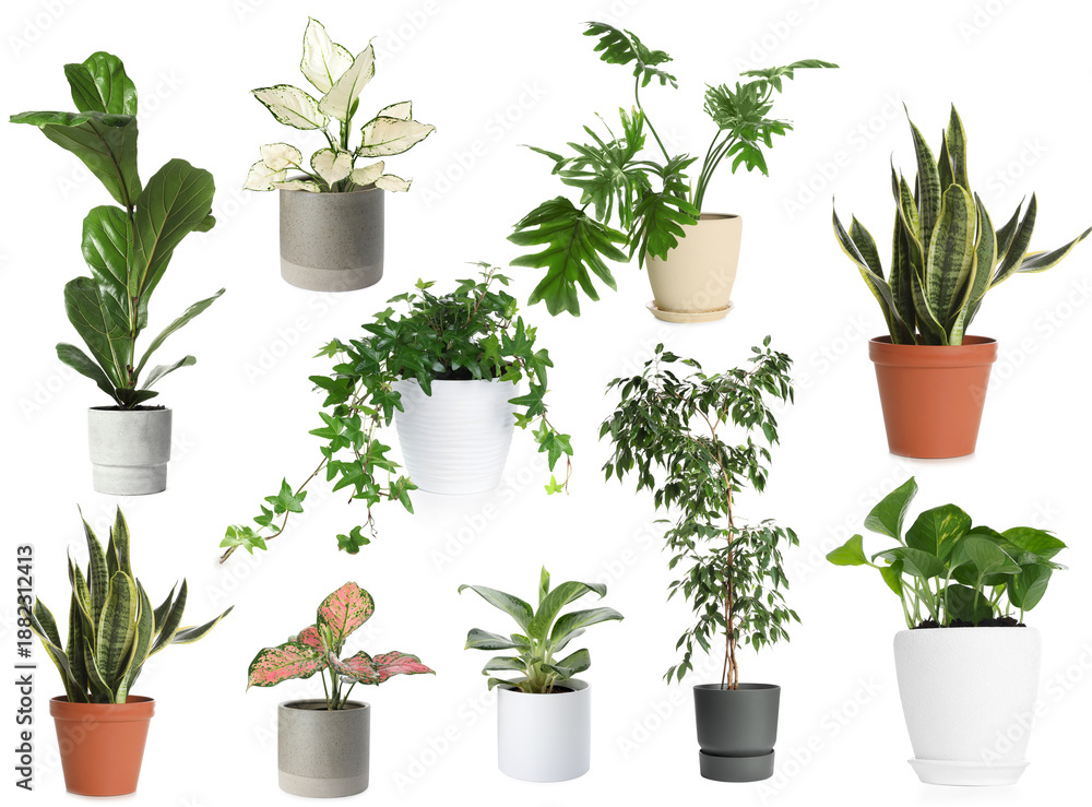 Obraz premium Green house plants in pots isolated on white, set