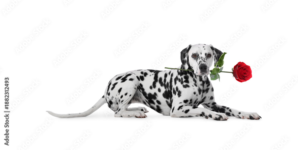 custom made wallpaper toronto digitalAdorable dog with rose in mouth on white background