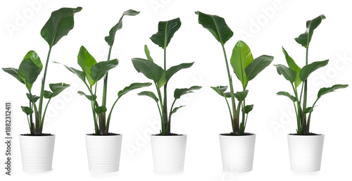 Green strelitzia in pot isolated on white. Collage with house plant