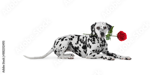 Wallpaper Mural Adorable dog with rose in mouth on white background Torontodigital.ca