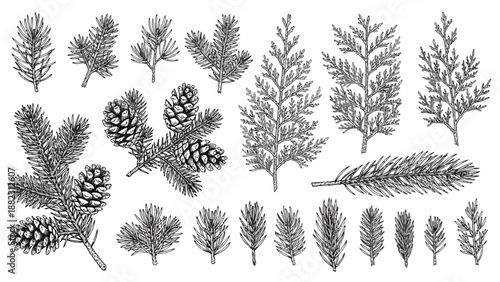 Black and white illustration of various pine branches and cones in different sizes and shapes, showcasing detailed textures and patterns